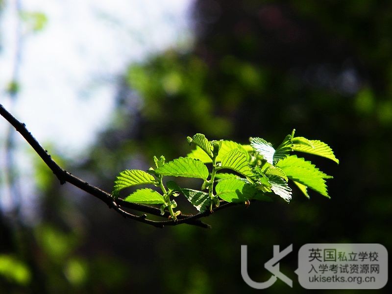 Ukiset数学考试备考容易出现哪些错误