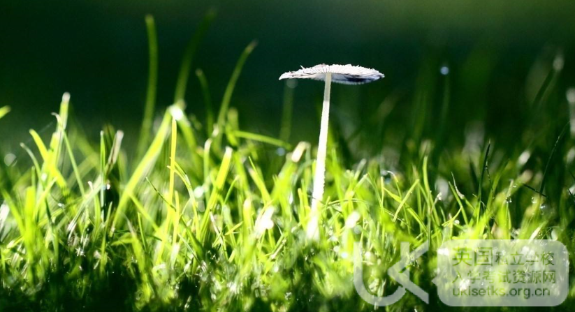 Ukiset数学考试常见的平面图形常用公式