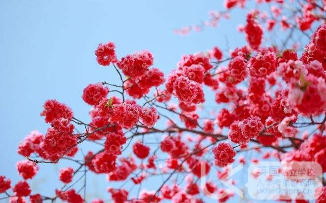 备考Ukiset数学考试注意事项，考生必看