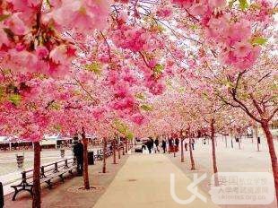 Ukiset阅读考试练习：一束花在母亲节的意义
